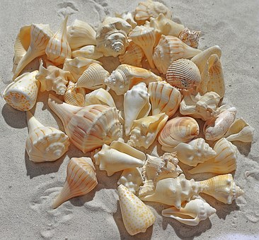 shells