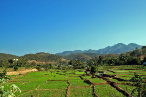 rice fields