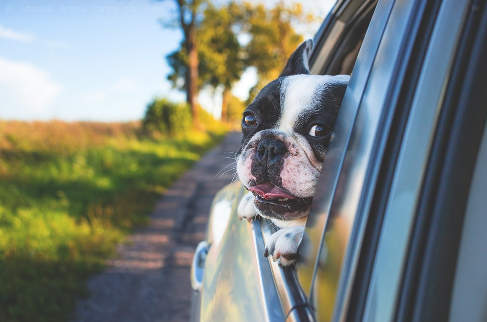Essential Pointers on Traveling With Dogs